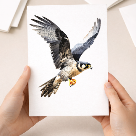 A detailed wildlife illustration of a Peregrine Falcon on a greeting card suitable for all occasions.